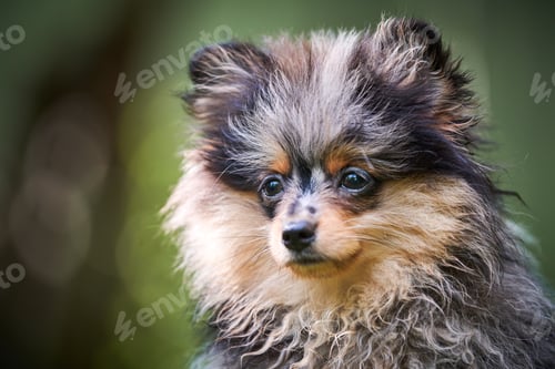 Preview: Pomeranian Spitz puppy in garden, close up face portrait