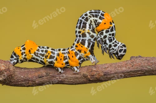 Preview: unique caterpillar