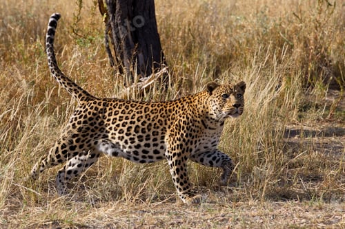 Preview: Leopard in the field with dry grass in Namibia