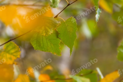 Preview: Birch leaves autumn.