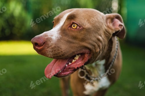Preview: Closeup of young Amstaff dog head against green background in summer garden