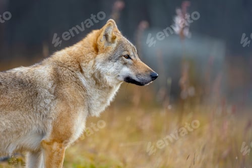 Preview: Close-up of alert female grey wolf standing in the forest