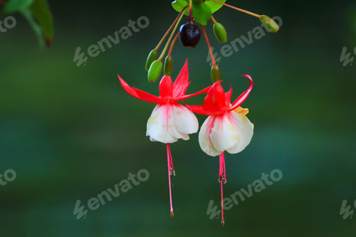 Preview: Fuchsia (Fuchsia hybrida) in greenhouse,Regensburg, Germany