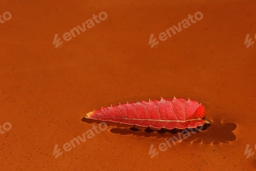 Preview: Autumn Leaf In Water - Close Up Photograph Of A Colorful Autumn Leaf Floating On Water In A Clay