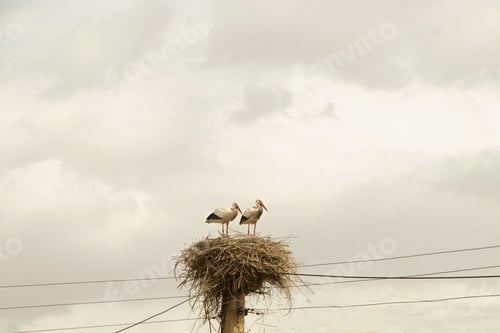 Preview: Storks perched atop a nest on a pole beneath a telephone line with a cloudy sky in the backdrop