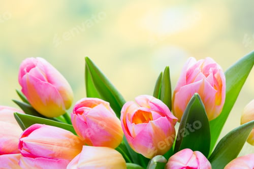 Preview: Spring flowers. Tulip bouquet on the bokeh background.