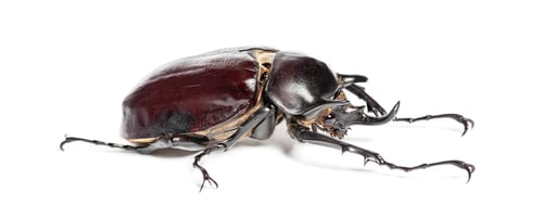Preview: Rhinoceros beetle, Actaeon beetle, isolated on white