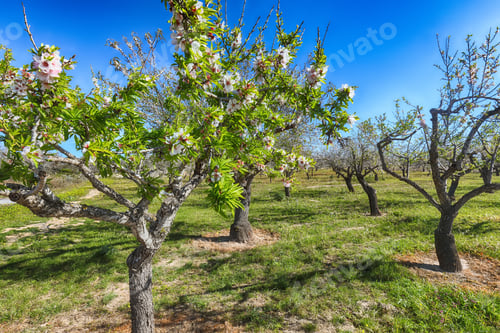 Preview: Beautiful pink almond flowers on almond tree branch in spring Italian garden, Sicilia