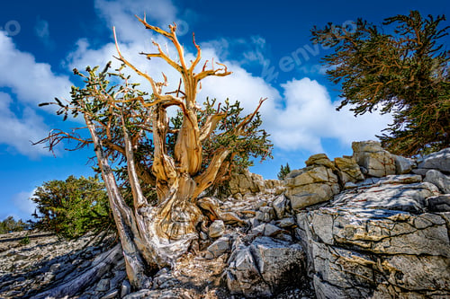 Preview: Ancient bristlecone pine in California's White Mountains