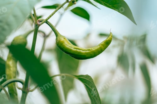 Preview: Close up of green unripe jalapeno pepper growing as field crop agriculture, with blurred background