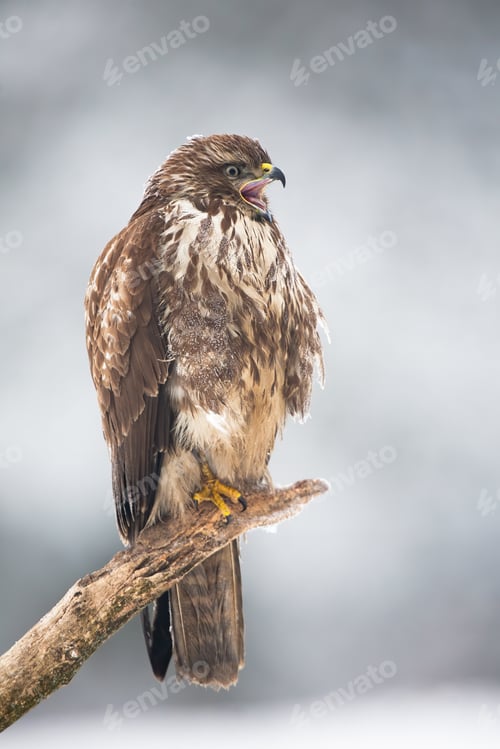 Preview: Common buzzard screeching on branch in winter nature