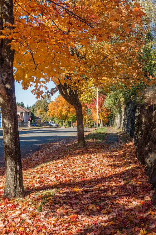 Preview: A View Of A Street In Burien, Washington With Autumn Leaves.