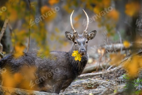 Preview: Portrait of majestic deer stag in Autumn forest with yellow leaf. Wildlife scene from nature