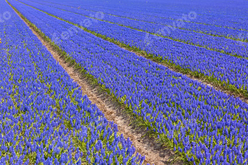 Preview: Muscari field in Holland