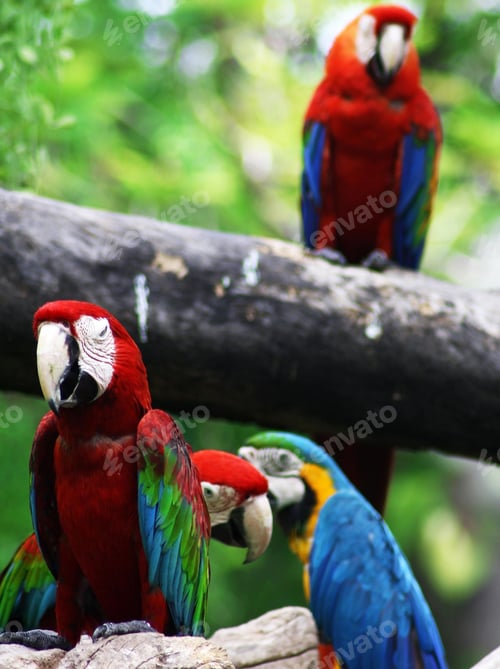Preview: bird, parrot, Scarlet, Macaw