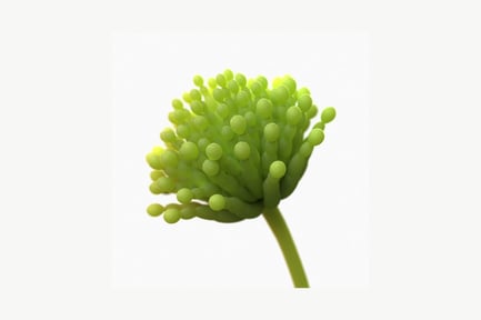 Preview: Spherical bud cluster on stem