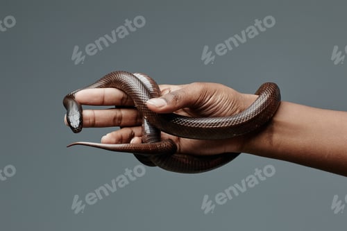 Preview: Copper rat snake enlacing hand of young African American man