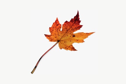 Preview: Pointed maple leaf with black spots and curled edges