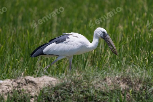 Preview: Asian openbill stork in a green field.