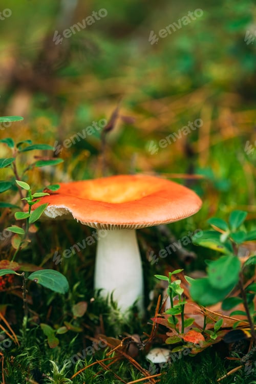 Preview: Mushroom Russula emetica - sickener, emetic russula, or vomiting russula