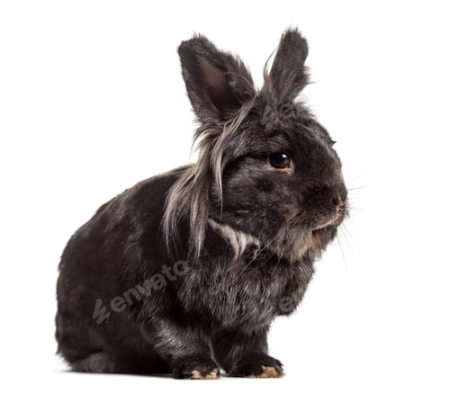 Preview: Black Rabbit, isolated on white