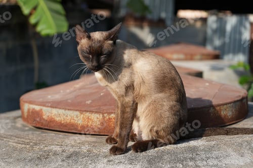 Preview: cat