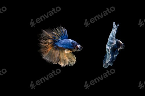Preview: Beautiful colorful of siamese betta fish