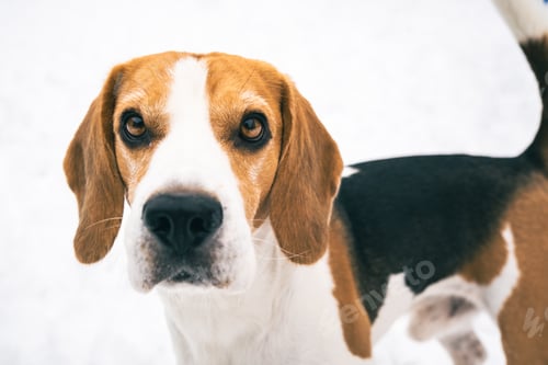 Preview: Beagle standing outdoors against white bright snow looking at camera