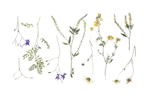 Preview: Wild dried meadow flowers on white background, top view