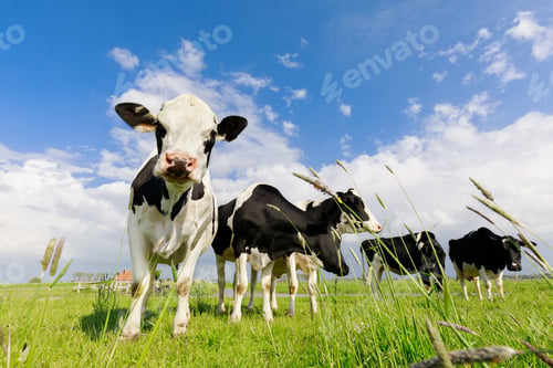 Preview: few cows on green grass pasture