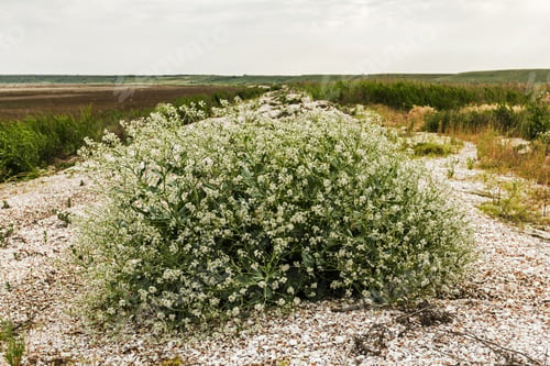 Preview: Flowering bush tumbleweed on the shore of the dry lake