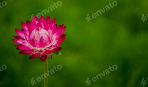 Preview: The Pink