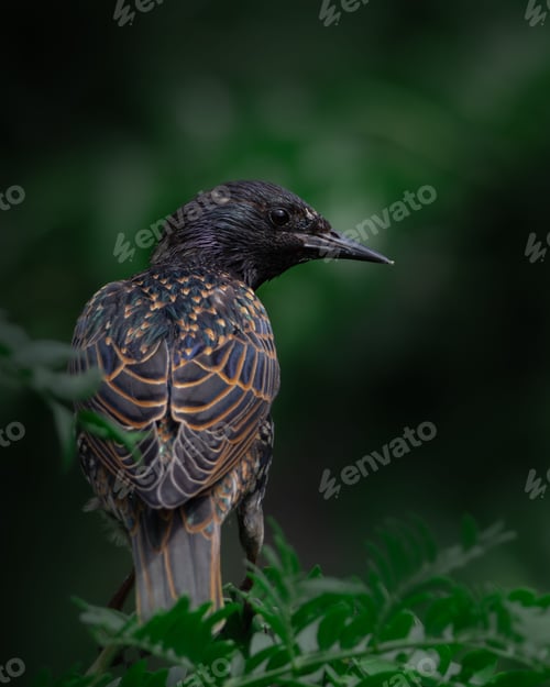 Preview: Starling perched with vibrant feathers