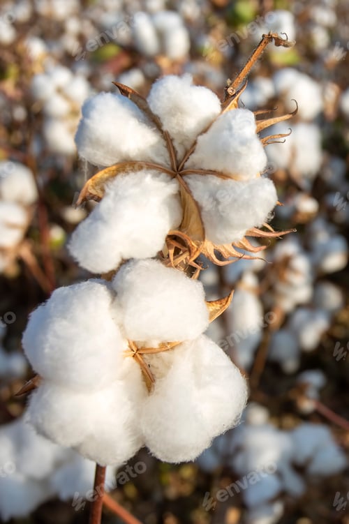 Preview: Cotton field (Turkey / Izmir). Agriculture concept photo.