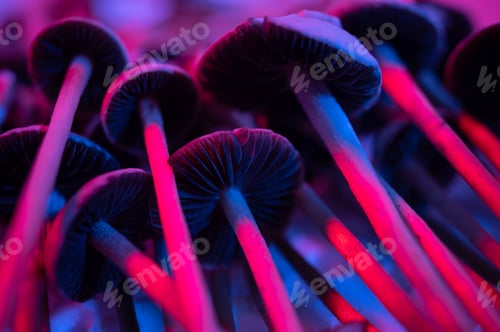 Preview: Luminescent Mushrooms Illuminated by Pink and Blue Light