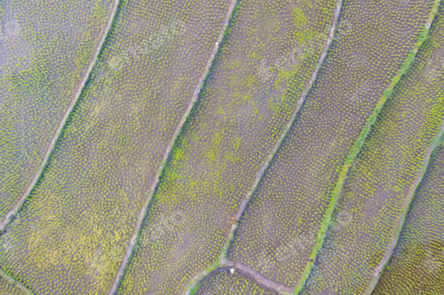 Preview: Fresh paddy rice, green agricultural field in countryside or rural area in Asia. Nature landscape.