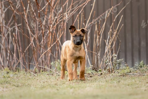 Preview: Belgian Shepherd Malinois puppy. Dog litter. Working dog kennel. Cute little puppies playing outdoor