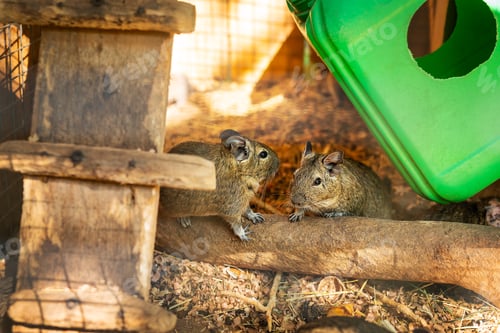 Preview: Two degus in a wooden enclosure, one sniffing the other, with a green cover. Zoo.