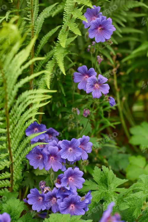 Preview: Meadow Geranium - also Geranium pratense - Johnsons Blue