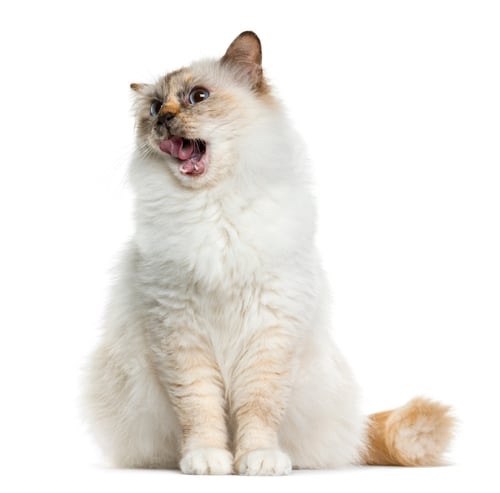 Preview: Birman (4 years old) sitting in front of a white background