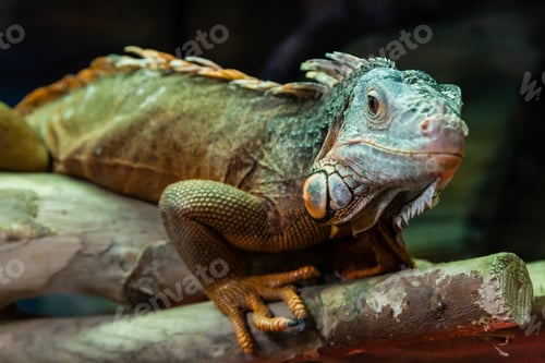 Preview: The iguana lizard sits on a close-up branch