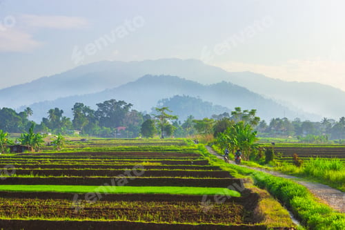 Preview: beautiful morning view from Indonesia of mountains and tropical forest
