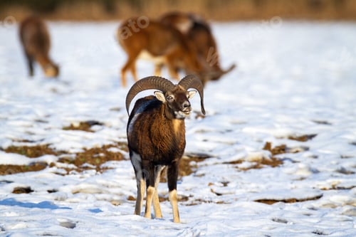 Preview: Mouflon ram with curved horns smelling on snow in winter