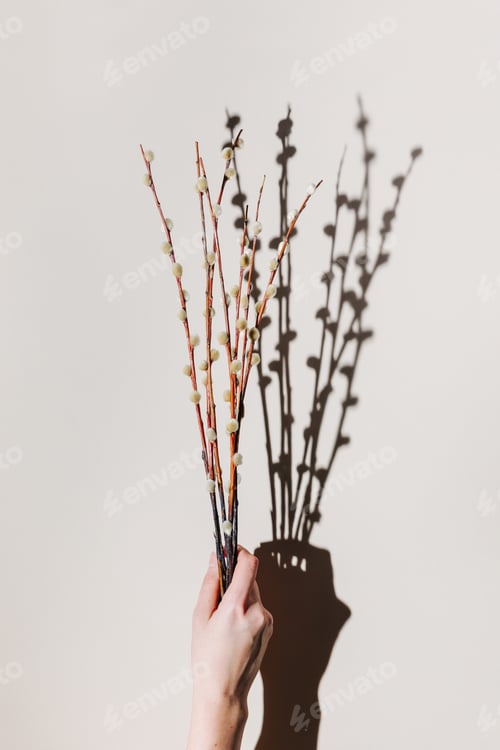 Preview: Female hand is holding dried willow brunch over beige pastel background with shadow and sunlight