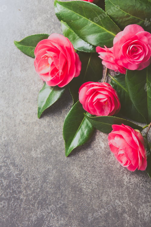 Preview: Pink japonese camellia on gray background. Copy space. Flat lay.