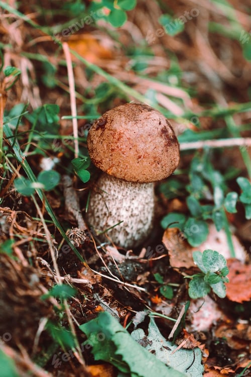 Preview: Small porcini mushroom in an autumn forest. Macro photography.