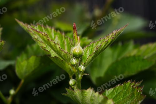Preview: A CloseUp Image of Emerging Plant Buds Found in Lush Green Foliage in Natures Beauty