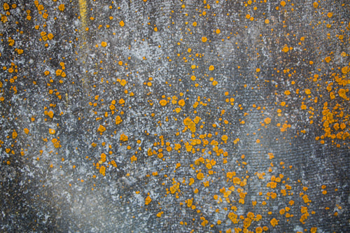 Preview: old concrete wall covered with moss and mold, natural background