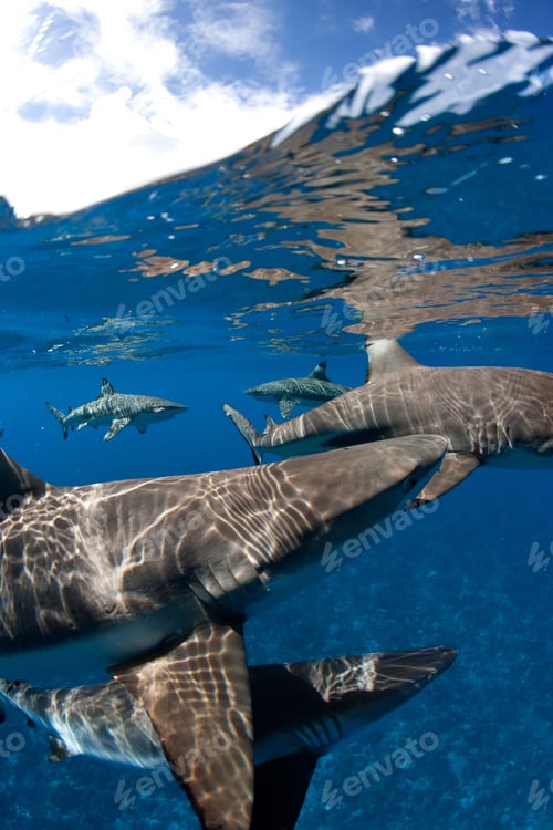 Preview: Blacktip reef sharks at surface.