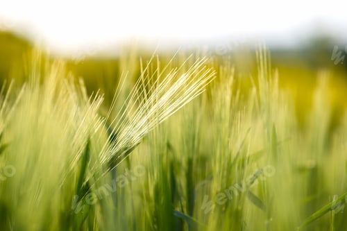 Preview: Close up detail of green wheat heads growing in agricultural field in spring.